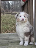 Asher, a male Australian Shepherd for sale in Beach City, OH – Photo 2 of 2