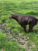 Jake, a male Labradoodle for sale in Beach City, OH – Photo 3 of 6
