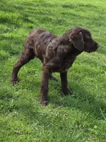 Jake, a male Labradoodle for sale in Beach City, OH – Photo 2 of 6