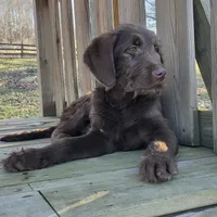 Jake, a male Labradoodle for sale in Beach City, OH – Photo 2 of 2