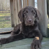 Jake, a male Labradoodle for sale in Beach City, OH – Photo 1 of 2