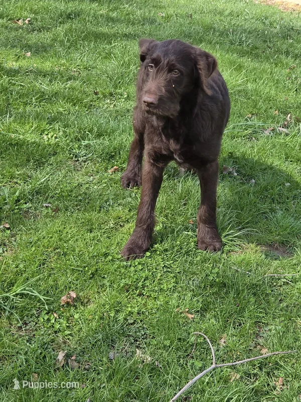 Jake – Labradoodle puppy for sale in Beach City, OH