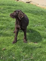 Jake, a male Labradoodle for sale in Beach City, OH – Photo 4 of 6