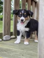 Beau, a male Australian Shepherd for sale in Beach City, OH – 2 of 2