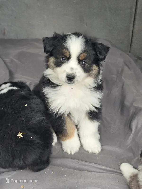 Lola – Miniature Australian Shepherd puppy for sale in Beach City, OH