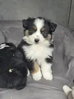 Lola, a female Miniature Australian Shepherd for sale in Beach City, OH – 1 of 1