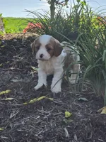Milo, a male Cavalier King Charles Spaniel and Poodle - Miniature  for sale in Beach City, OH – 4 of 4