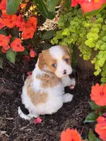 Milo, a male Cavalier King Charles Spaniel and Poodle - Miniature  for sale in Beach City, OH – 3 of 4