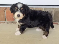 Sophie, a female Miniature Bernedoodle for sale in Beach City, OH – 2 of 4