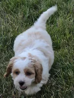 Oliver , a male Cavapoo for sale in Beach City, OH – 2 of 2