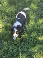 Tucker, a male Cavalier King Charles Spaniel for sale in Beach City, OH – 3 of 4