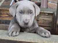 Zoey, a female Labrador Retriever for sale in Beach City, OH – Photo 2 of 2