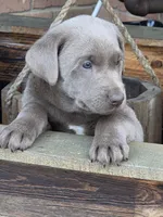 Zoey, a female Labrador Retriever for sale in Beach City, OH – Photo 1 of 2