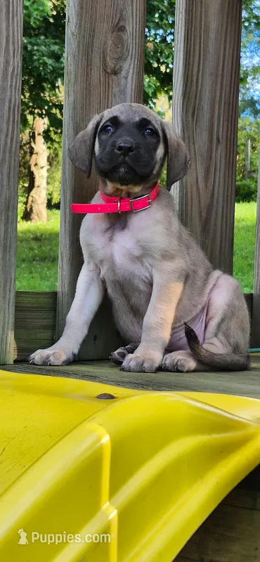 Nala – English Mastiff puppy for sale in Beach City, OH