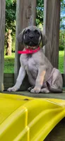 Nala, a female English Mastiff for sale in Beach City, OH – 1 of 1