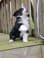 Annabelle, a female Miniature Australian Shepherd for sale in Beach City, OH – Photo 1 of 5
