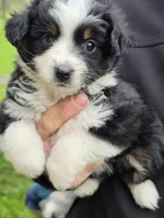 Annabelle, a female Miniature Australian Shepherd for sale in Beach City, OH – Photo 2 of 5