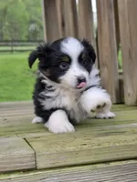 Annabelle, a female Miniature Australian Shepherd for sale in Beach City, OH – Photo 3 of 5