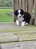 Annabelle, a female Miniature Australian Shepherd for sale in Beach City, OH – Photo 4 of 5