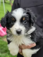 Annabelle, a female Miniature Australian Shepherd for sale in Beach City, OH – Photo 5 of 5