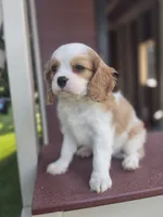Bentley , a male Cavalier King Charles Spaniel for sale in Beach City, OH – 4 of 4