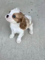 Mo, a male Cavalier King Charles Spaniel for sale in Beach City, OH – 2 of 3