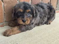 Bella, a male Cavalier King Charles Spaniel for sale in Beach City, OH – 3 of 5