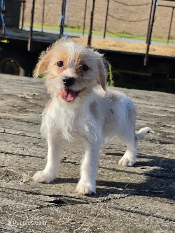 Ella – Cavapoo puppy for sale in Beach City, OH