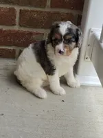 Stormy, a male Cavalier King Charles Spaniel for sale in Beach City, OH – 2 of 3