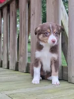 Ruby, a female Australian Shepherd for sale in Beach City, OH – 2 of 2
