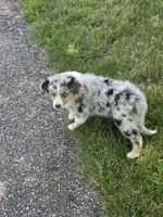 Zeke, a male Australian Shepherd for sale in Beach City, OH – 2 of 3