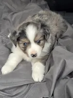 Stella, a female Miniature Australian Shepherd for sale in Beach City, OH – 2 of 2
