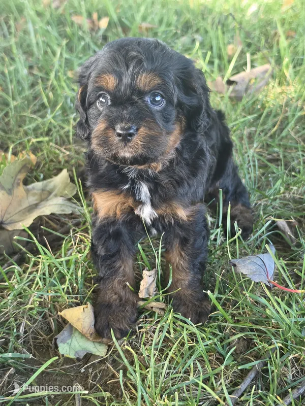 Dolly – Cavapoo puppy for sale in Beach City, OH