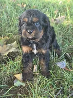 Dolly, a female Cavapoo for sale in Beach City, OH – 1 of 2