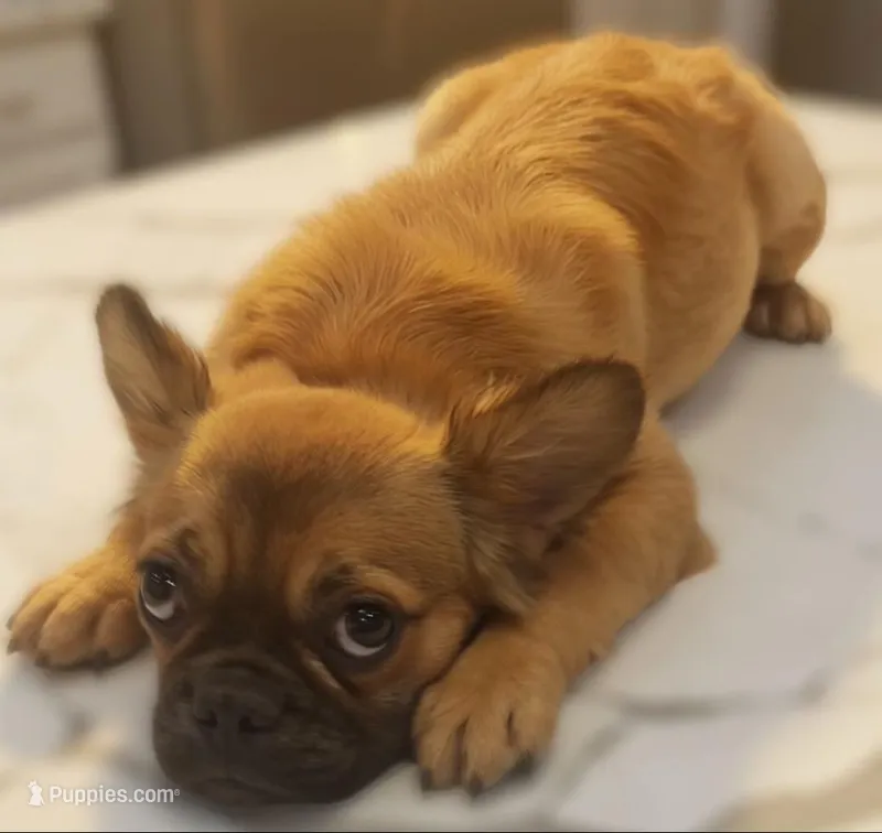 🤎✨ Golden Halo ✨ Fluffy Black Mask French Bulldog Girl – French Bulldog puppy for sale in Las Vegas, NV