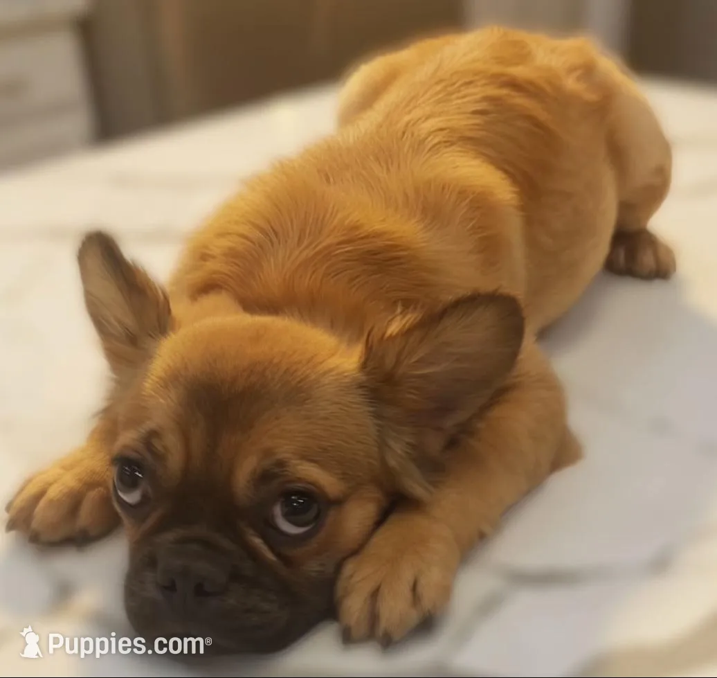 🤎✨ Golden Halo ✨ Fluffy Black Mask French Bulldog Girl, a female French Bulldog for sale in Las Vegas, NV – 1 of 8