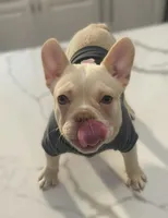 Chanel, a female French Bulldog for sale in Las Vegas, NV – 2 of 6