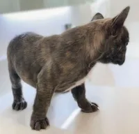 Smoke/ Compact Exotic Merle French Bulldog, a male French Bulldog for sale in Las Vegas, NV – 7 of 8