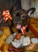 Ruby- , a female French Bulldog for sale in Las Vegas, NV – 4 of 10