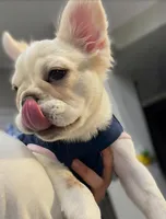 Opal, a female French Bulldog for sale in Las Vegas, NV – 7 of 7