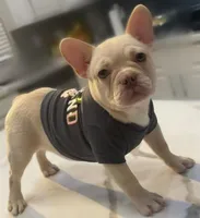 Chanel, a female French Bulldog for sale in Las Vegas, NV – 3 of 6