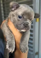 Smoke/ Compact Exotic Merle French Bulldog, a male French Bulldog for sale in Las Vegas, NV – 6 of 8