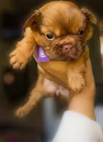 Ember Fluffy New Shade French Bulldog Girl, a female French Bulldog for sale in Las Vegas, NV – 5 of 10
