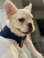 Opal, a female French Bulldog for sale in Las Vegas, NV – 2 of 7
