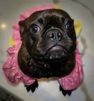 Ruby- , a female French Bulldog for sale in Las Vegas, NV – 7 of 10