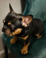 🔥 Midnight Pharaoh 🔥   Compact Black & Tan French Bulldog Boy, a male French Bulldog for sale in Las Vegas, NV – 4 of 5