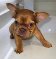 Ember Fluffy New Shade French Bulldog Girl, a female French Bulldog for sale in Las Vegas, NV – 7 of 10