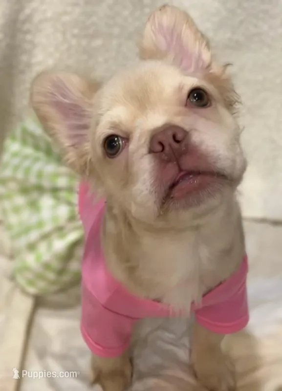 Diamond  – French Bulldog puppy for sale in Las Vegas, NV