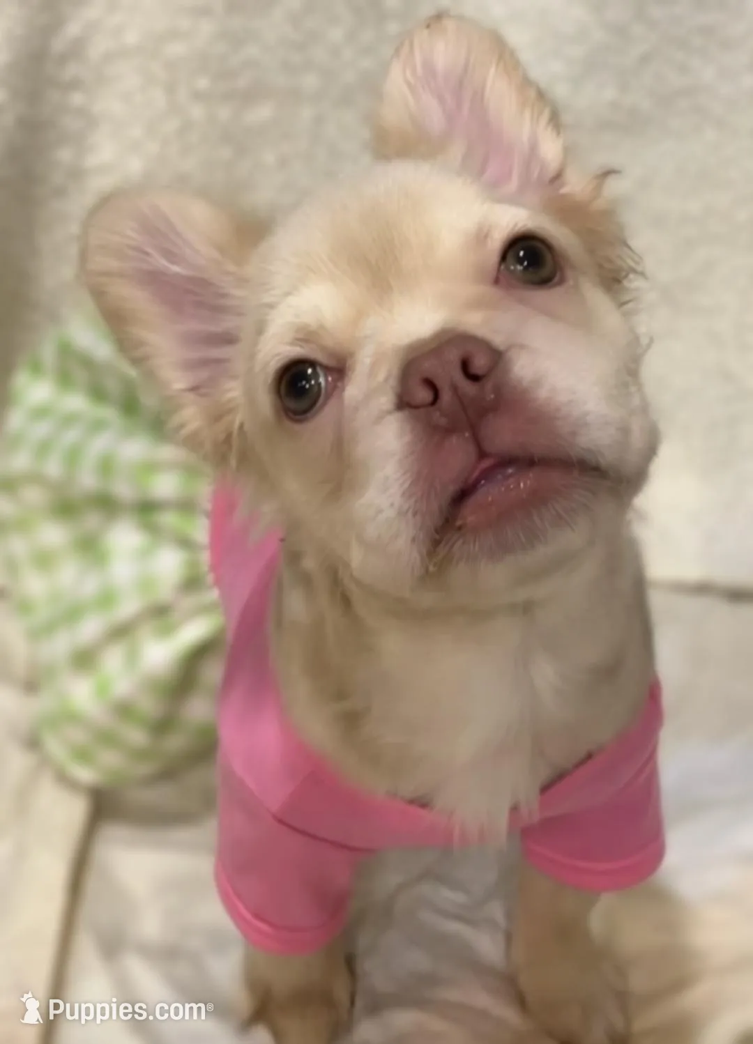 Diamond , a female French Bulldog for sale in Las Vegas, NV – 1 of 7