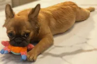 🤎✨ Golden Halo ✨ Fluffy Black Mask French Bulldog Girl, a female French Bulldog for sale in Las Vegas, NV – 3 of 8